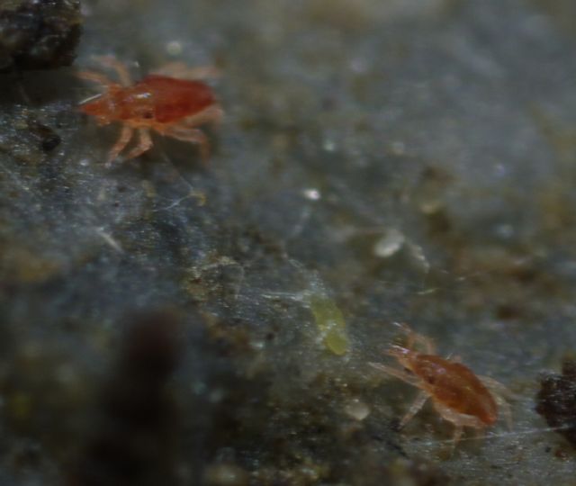 Piccoli acari della famiglia Bdellidae